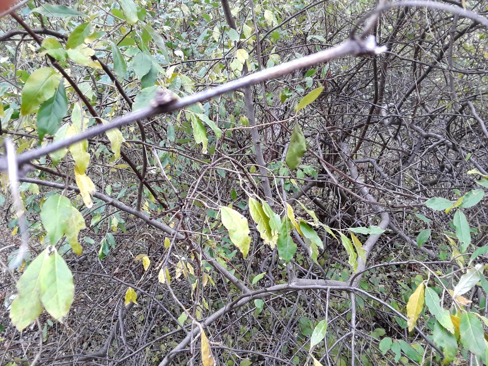 Nov. Pictures 2017