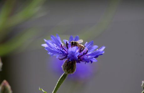 Hoverfly on Cornflower photo