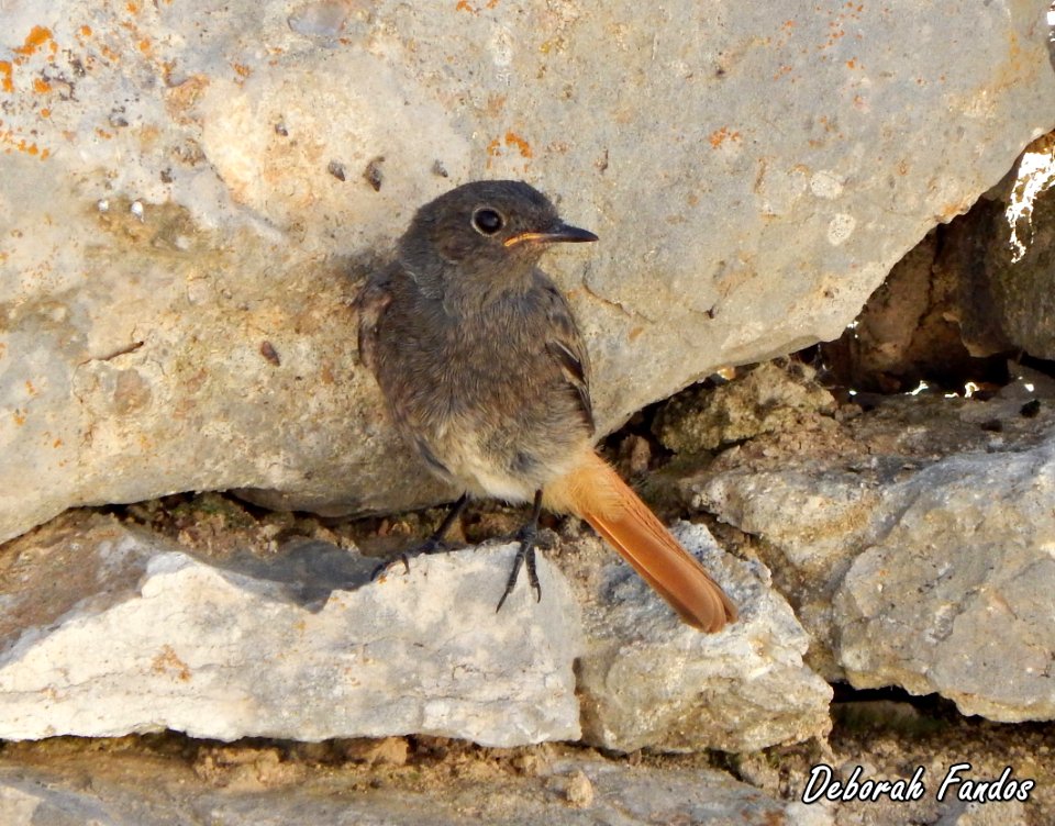 Colirrojo tizón (Phoenicurus ochruros)