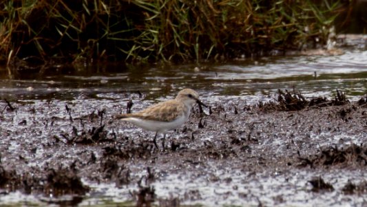 Calidris-ruficollis