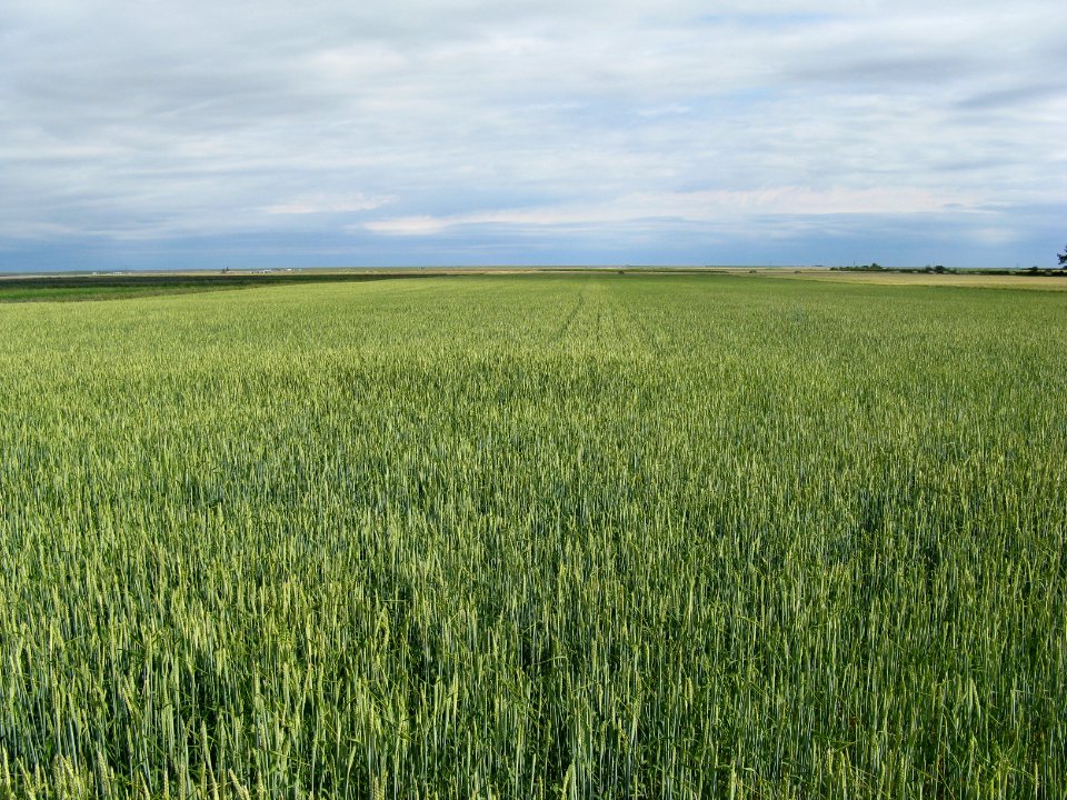 Crops99