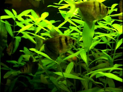 Aquarium