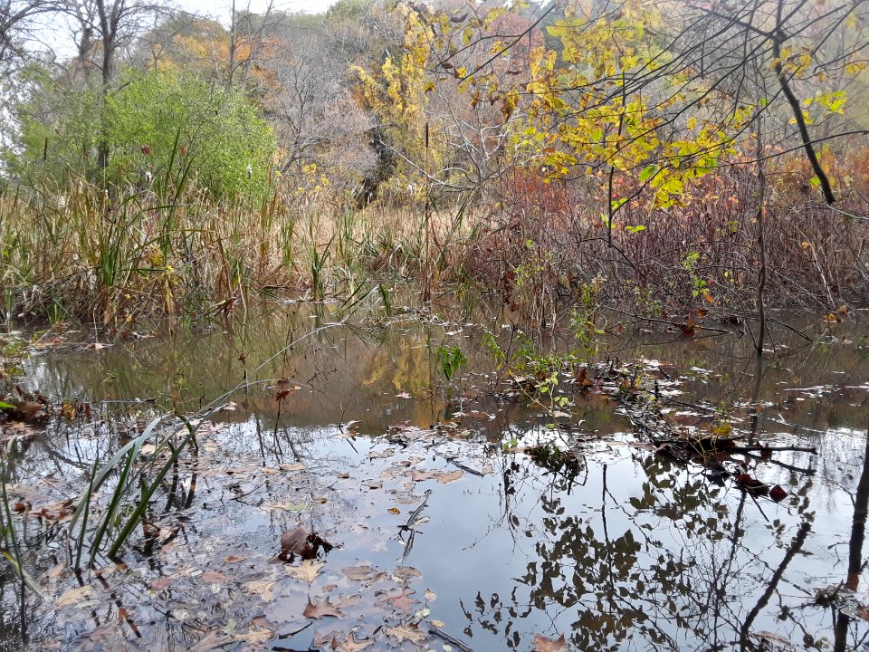 Nov. Pictures 2017