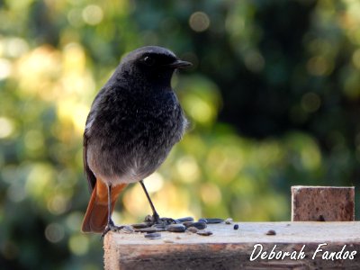 Colirrojo tizón (Phoenicurus ochruros) photo