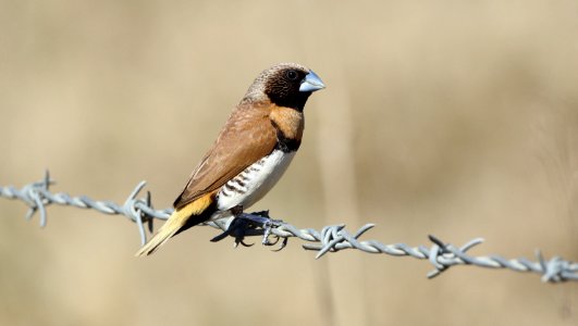 Lonchura-castaneothorax