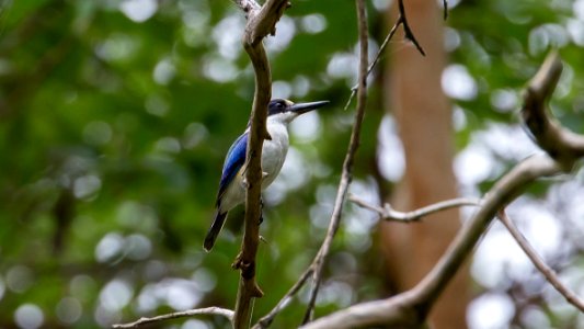 Todiramphus-macleayii