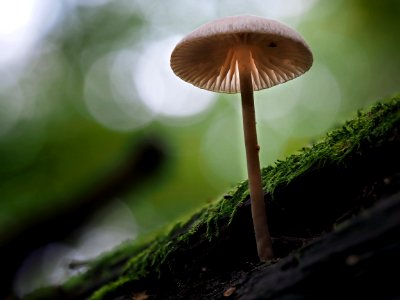 Mushroom