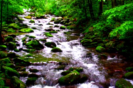 Smoky Mountains Stream (Explored 6/30/20) photo