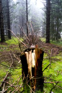 foret