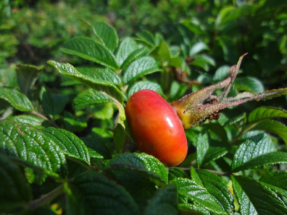 Rose hip nature plant