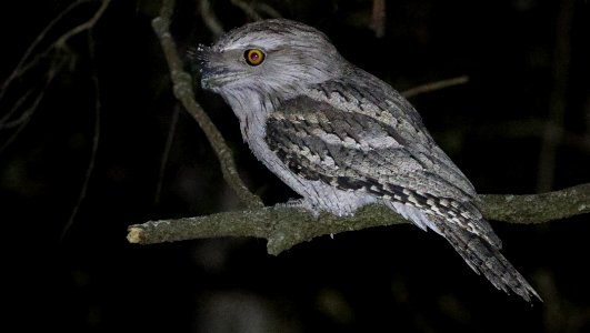 Podargus-strigoides