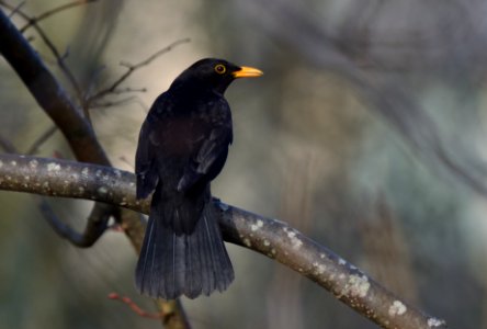 Blackbird with a look photo