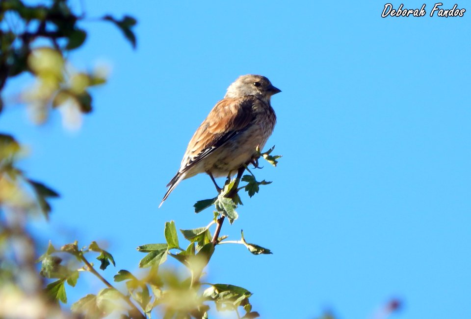 Pardillo (Carduelis cannabina)