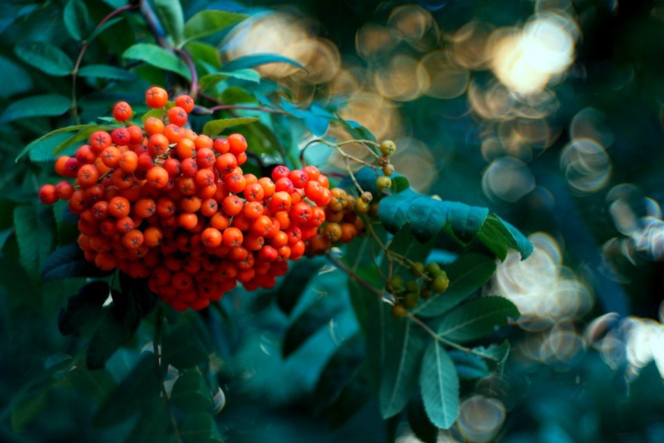 Rowan
