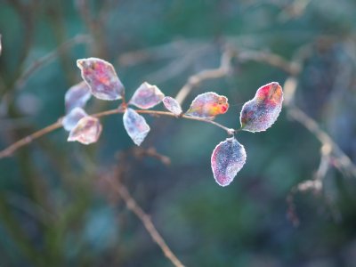 The first frost photo