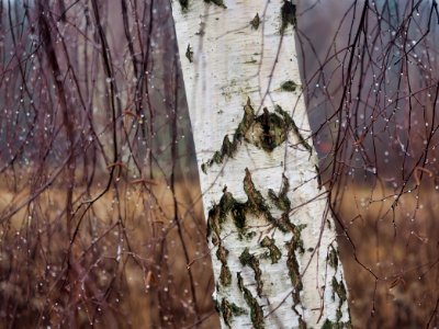 Birch photo