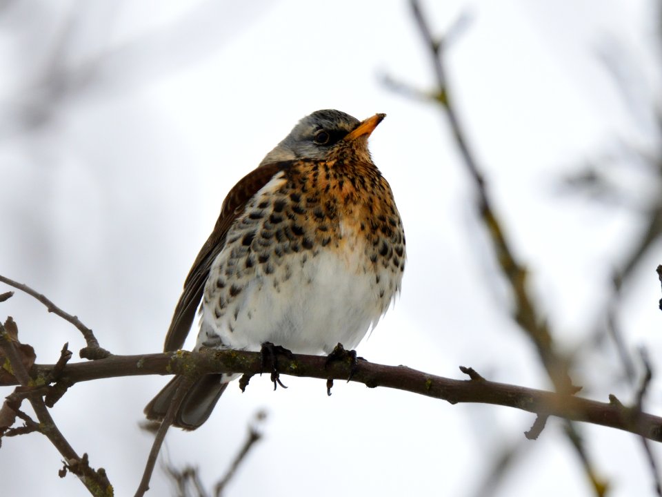 Fieldfare on a branch