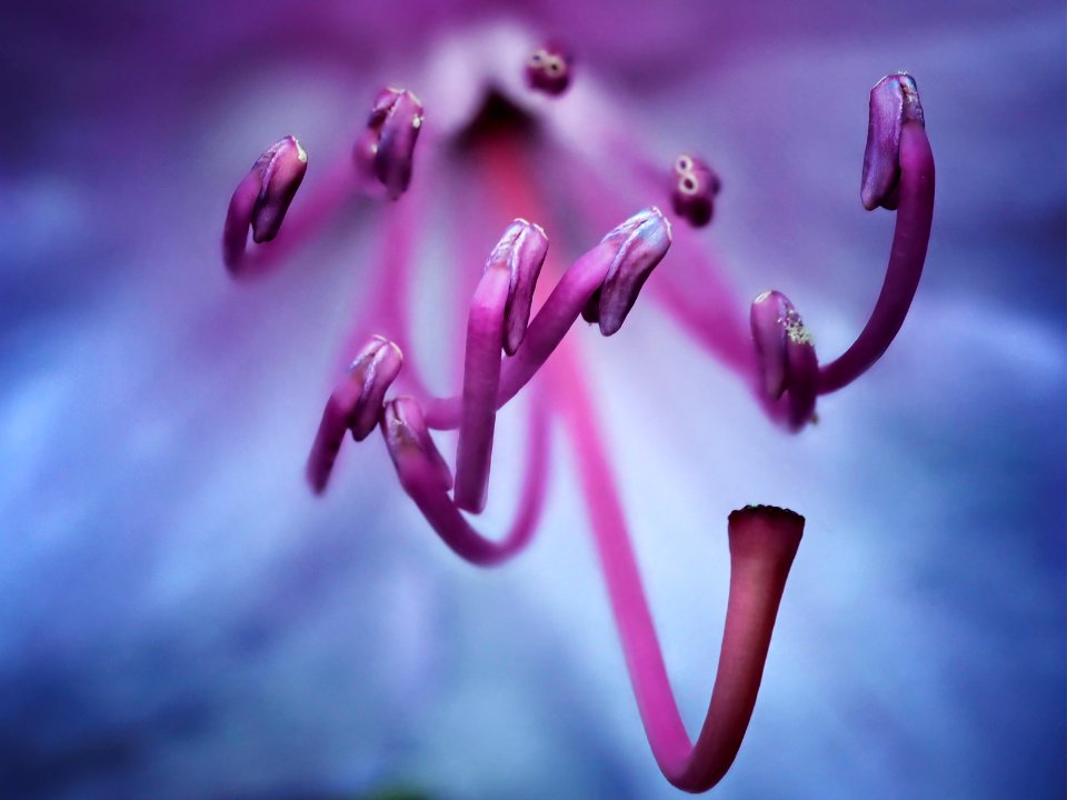 Rhododendron