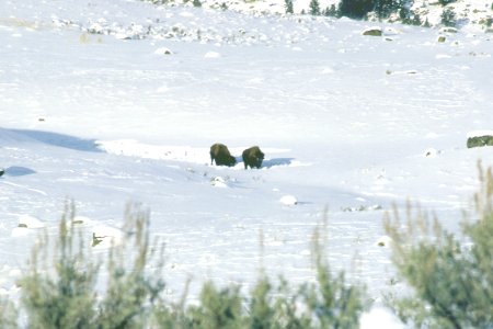 Wildlife63.tif