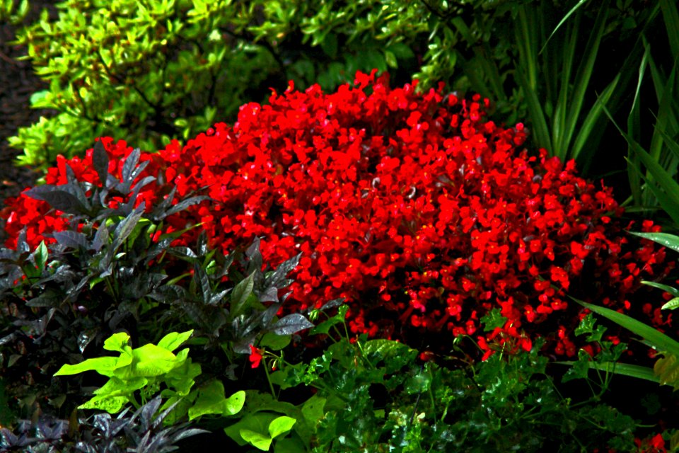 Rainy day in the garden #4