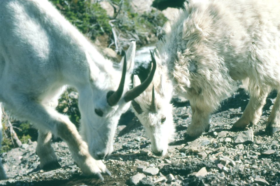 Wildlife58.tif