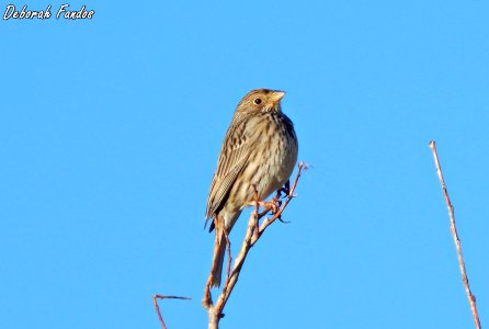 Triguero (Miliaria calandra)