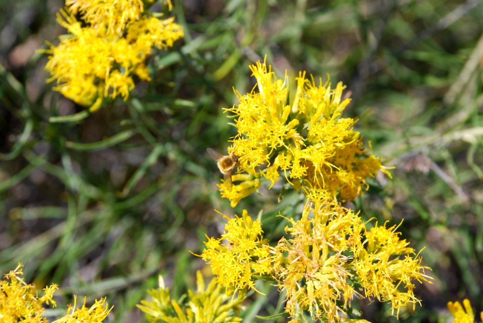 Pollinators0026