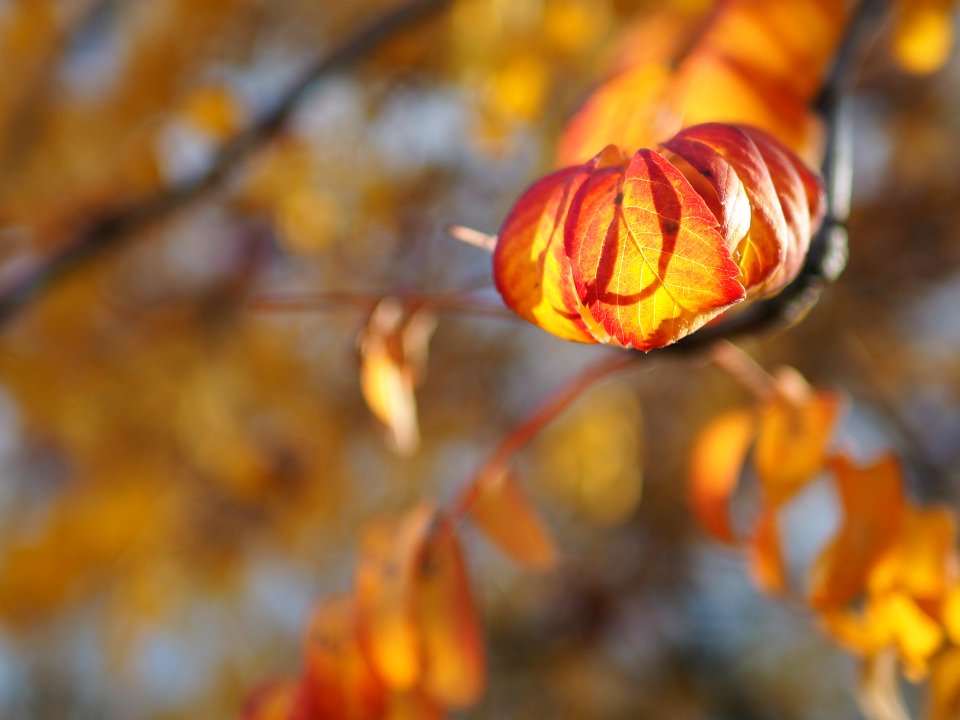 Leaves like a pumpkin