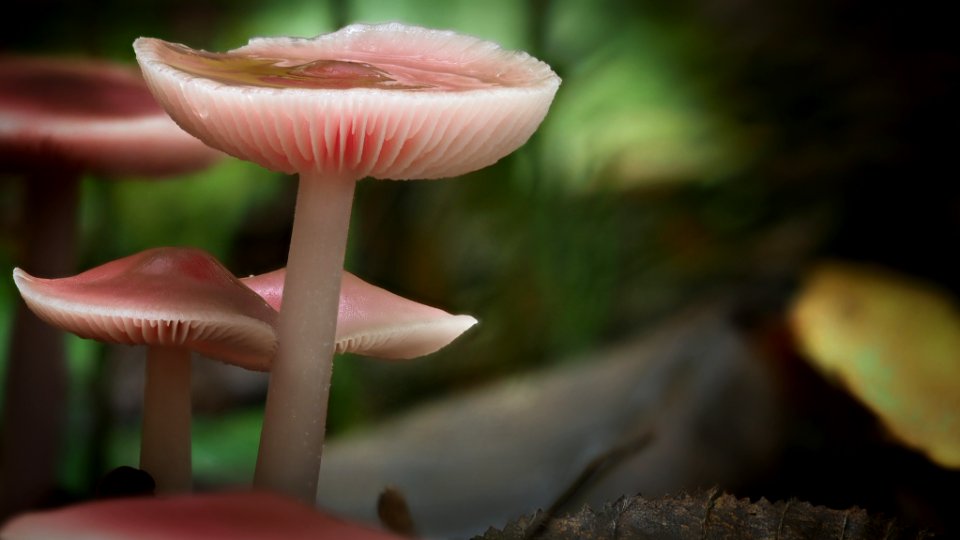 Pink Mushrooms