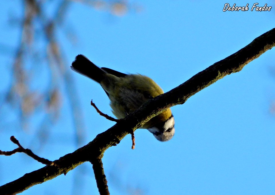 Herrerillo (Cyanistes caeruleus)