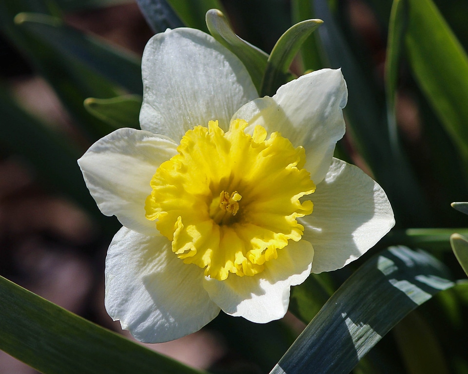 White blossom floral photo