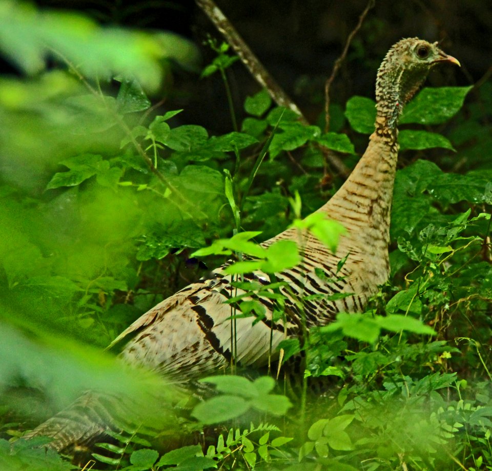 Uncommonly Colored Wild Turkey Hen