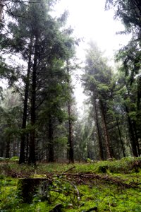 foret