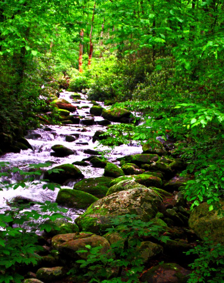Lush Forest