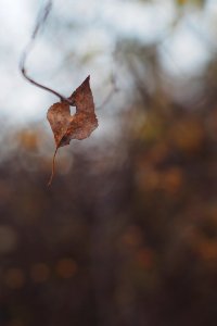 Autumn leaf photo