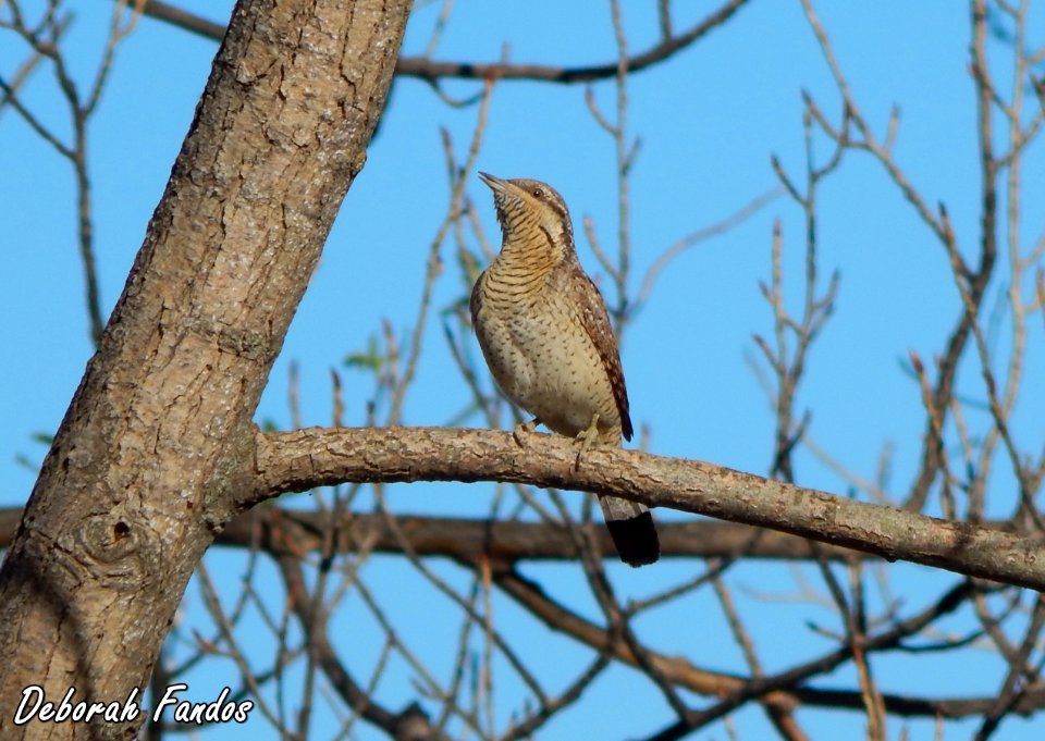 Torcecuello (Jynx torquilla)