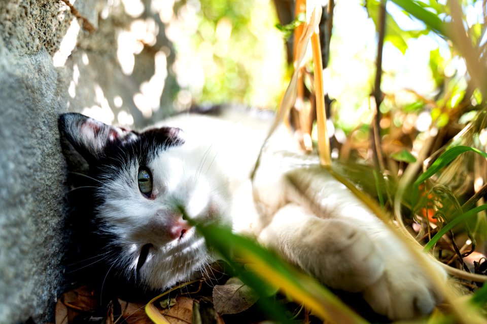 Chat