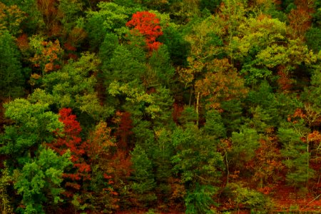 Fall Colors Cumberland Plateau Tennesee