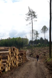 Dying Forest