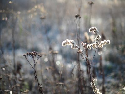 Polish meadows photo