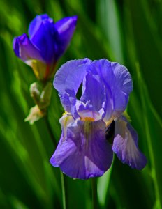 Telephoto Flowers photo