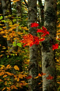 Colorful Leaves And Tree Bark photo