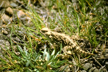 Wildlife34.tif