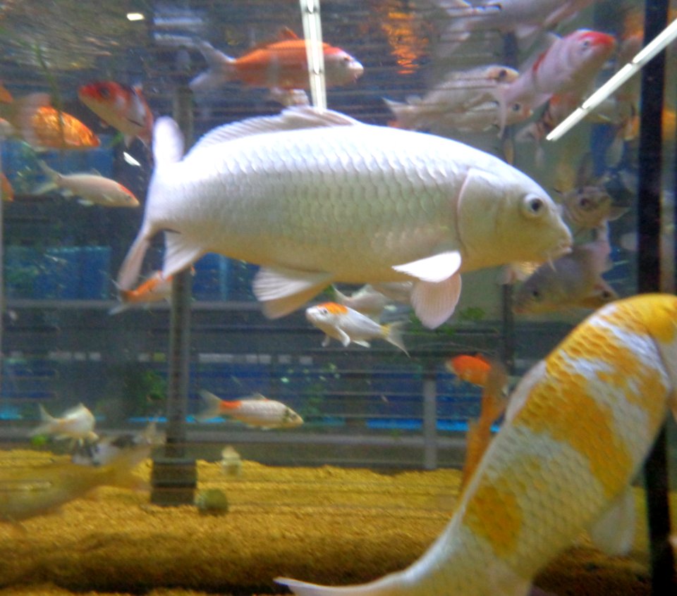 Poissons aquarium