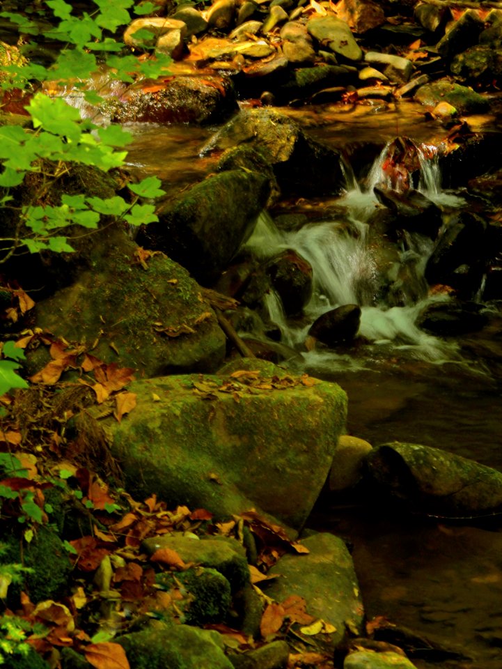 Early Fall Forest Brook