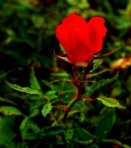 Rainy day in the garden #1