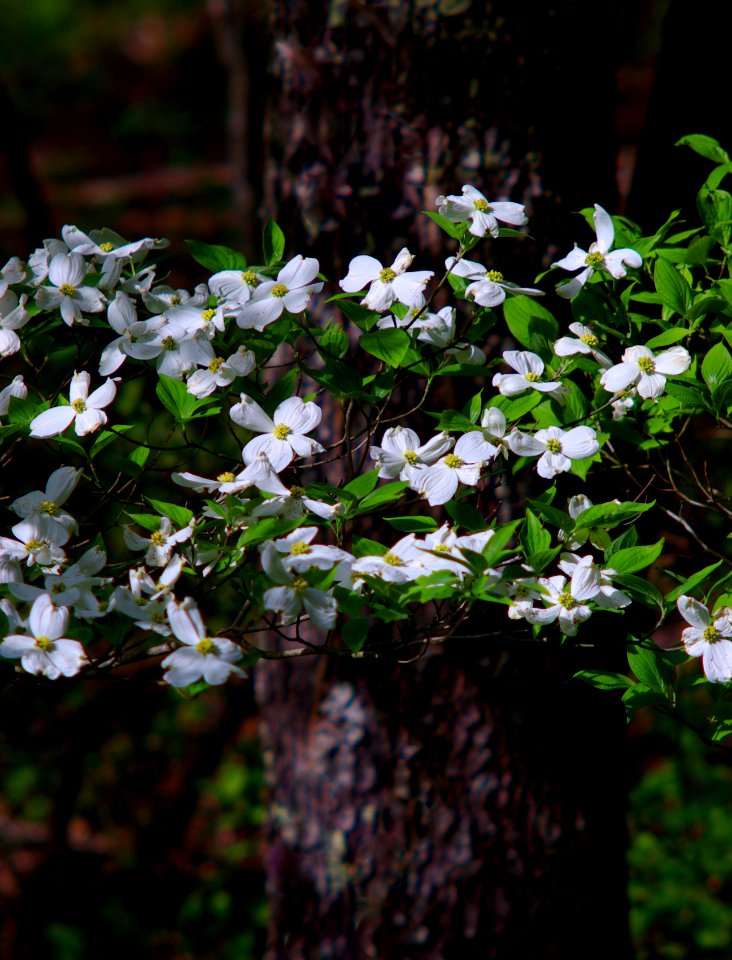 Early Spring Delights