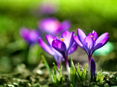 Crocus photo