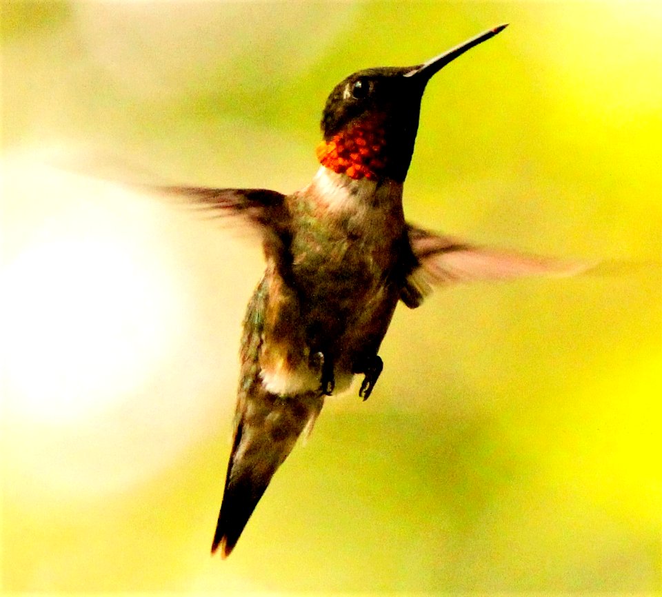 Ruby Throated Hummingbird