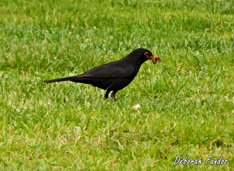 Mirlo común (Turdus merula)